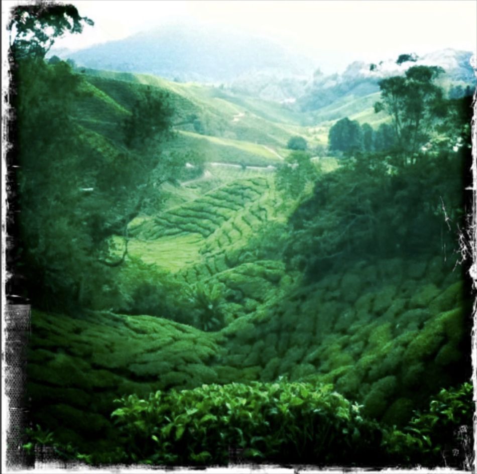 Teatime in Cameroon Highlands, Malaysia